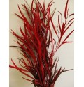 ΓΚΡΑΒΙΛΕΑ ΒΑΜΜΕΝΗ GREVILEA PAINTED RED